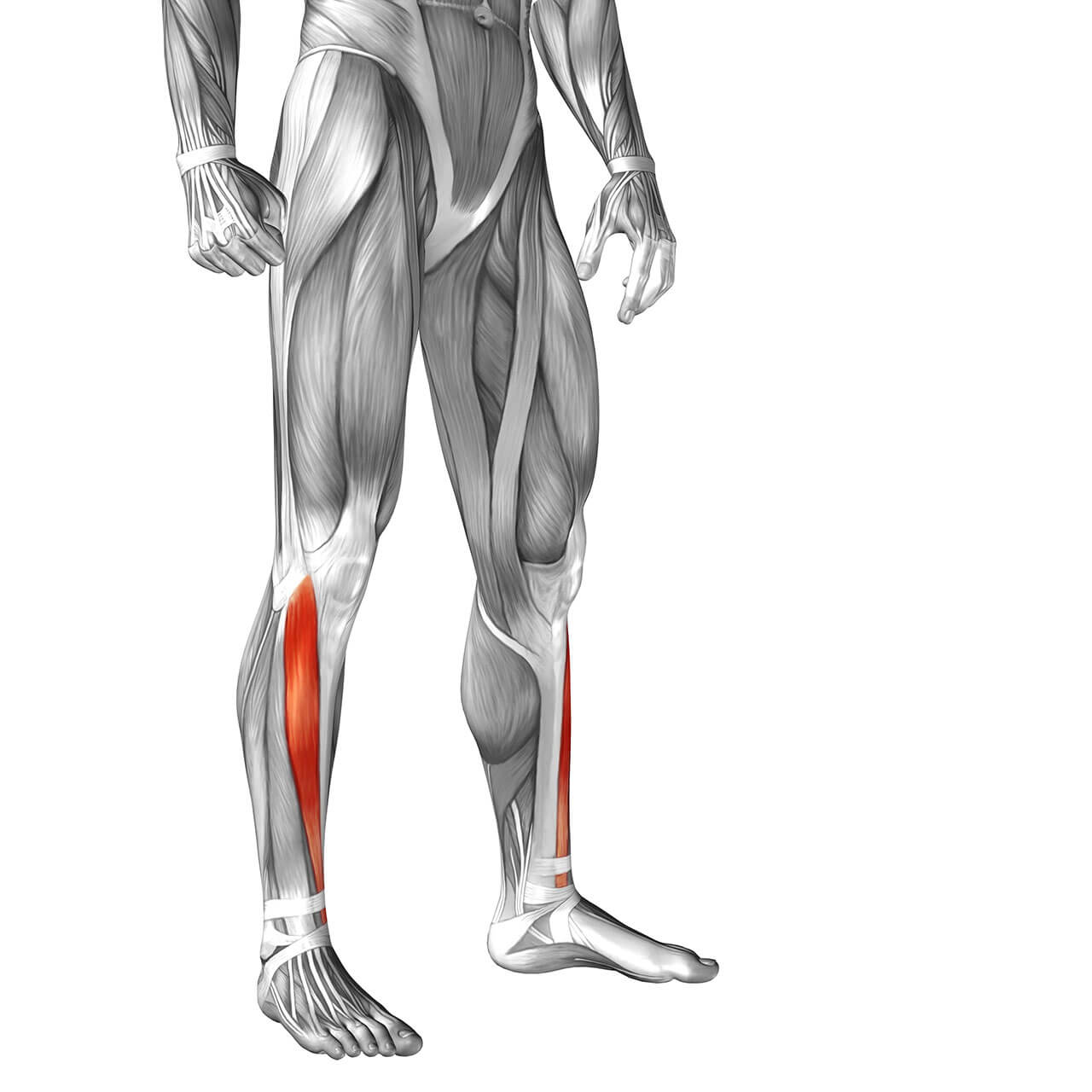 Tibialis Anterior