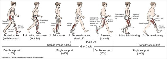 gait cycle 02