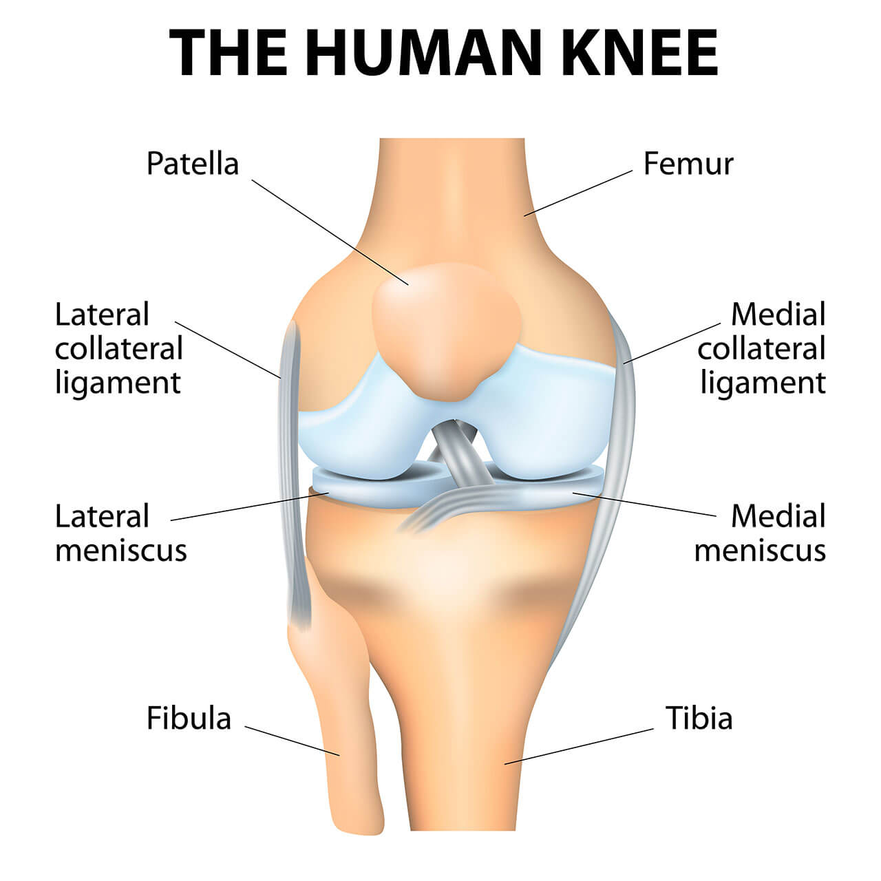 medical diagram of the human knee